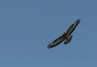 Bussard_4.jpg