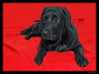 Dateiname=Hundeportrait_galerie.jpg
Dateigröße=167KB
Abmessungen: 854x639
hinzugefügt am: 22. Mai 2008 Hundeportrait_galerie.jpg