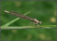 Libelle_2_galerie.jpg