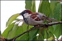 Spatz2_galerie.jpg