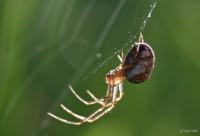 Spinne_galerie.jpg