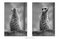 Erdmännchen.jpg