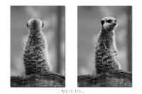 Erdmännchen2.jpg