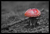Fliegenpilz_colourkey.jpg
