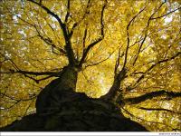Dateiname=Herbstbaum.jpg
Dateigröße=282KB
Abmessungen: 1024x768
hinzugefügt am: 12. Oktober 2008 Herbstbaum.jpg