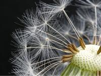 Pusteblume_4.jpg