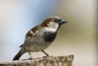 _DSC1747_Spatz.jpg