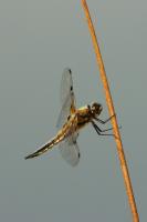 DSC02280_k.jpg
