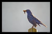 Dateiname=Amsel1.jpg
Dateigröße=252KB
Abmessungen: 1024x677
hinzugefügt am: 04. Mai 2008 Amsel1.jpg
