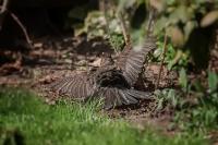 Amsel_II_web.jpg