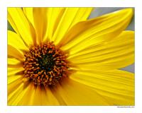 Blume1.jpg