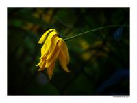 Blume2.jpg