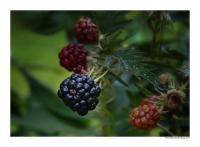 Brombeere.jpg