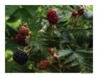 Brombeere2.jpg