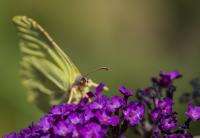Butterfly_web.jpg