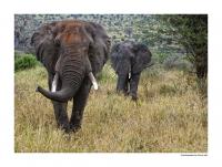 Elefant.jpg