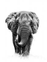 Elefant_sw_hoch_web.jpg