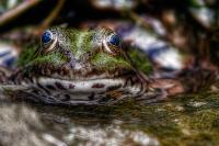 Frosch_4.jpg