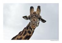 Giraffe.jpg