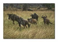 Gnus.jpg