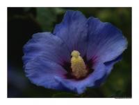 Hibiskus_2.jpg