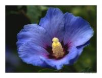 Hibiskus_2a.jpg
