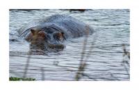 Hippo.jpg