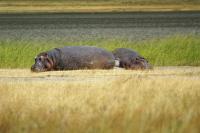 Hippos.jpg