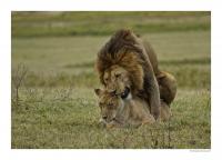 Lions.jpg