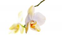 Phalaenopsis.jpg
