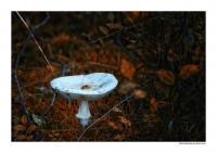 Pilz.jpg