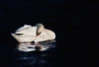 Schwan_5_web.jpg