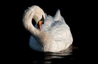 Schwan_web.jpg