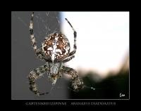 Spider.jpg