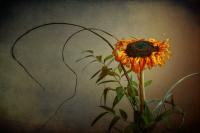 Sunflower_web.jpg