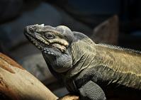 Torstens_leguan.jpg