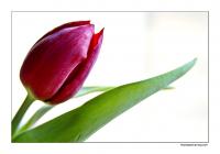 Tulpe.jpg