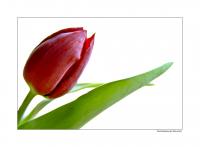Tulpe_reload_2.jpg