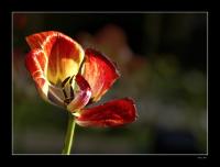 Tulpe_verwelkt2.jpg