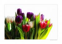 Tulpen_2.jpg