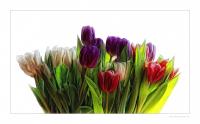 Tulpen_2_2.jpg