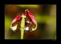 Tulpe~0.jpg