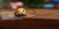 Turboschnecke.jpg