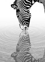 Dateiname=Zebra_web.jpg
Dateigröße=156KB
Abmessungen: 469x640
hinzugefügt am: 10. Oktober 2012 Zebra_web.jpg