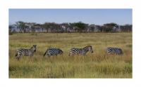 Zebras.jpg