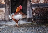 chicken_web.jpg