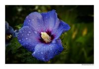 hibiskus_4.jpg