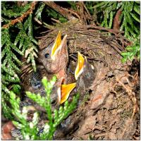Dateiname=Nest2.jpg
Dateigröße=238KB
Abmessungen: 914x914
hinzugefügt am: 04. Mai 2008 Nest2.jpg