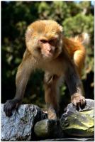 Dateiname=__Affe.jpg
Dateigröße=277KB
Abmessungen: 687x1024
hinzugefügt am: 18. Mai 2008 __Affe.jpg