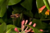 Flying_Bee.jpg